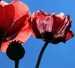 Mohn in drei Stadien