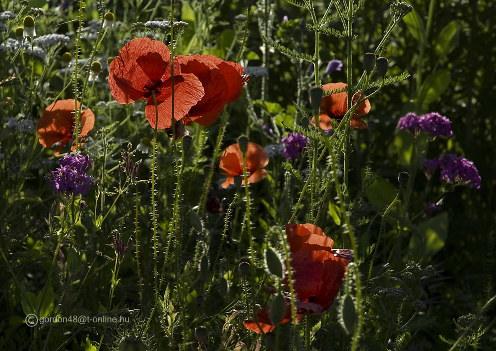 Mohn in einem Teil meines Naturgartens