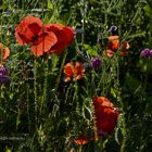 Mohn in einem Teil meines Naturgartens