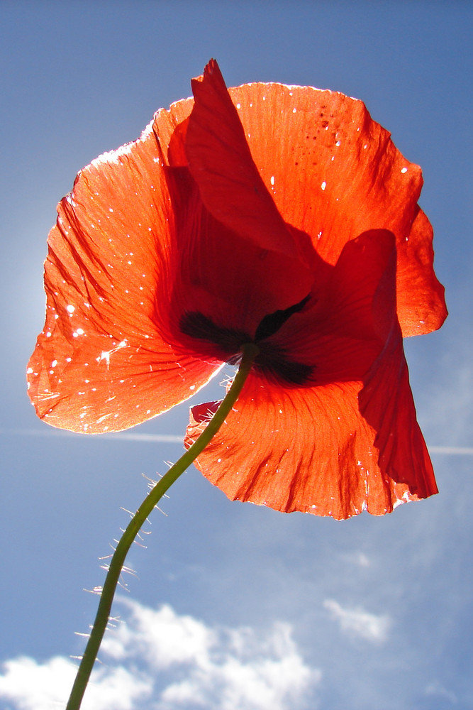 Mohn in Estland