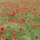 Mohn in Feld