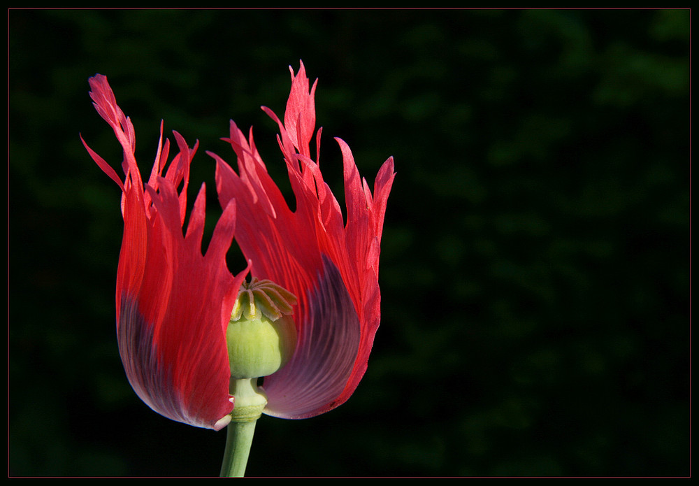 Mohn in Flammen