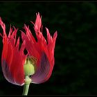 Mohn in Flammen