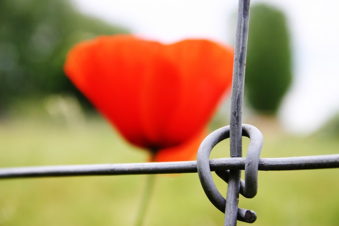 Mohn in Gefangenschaft