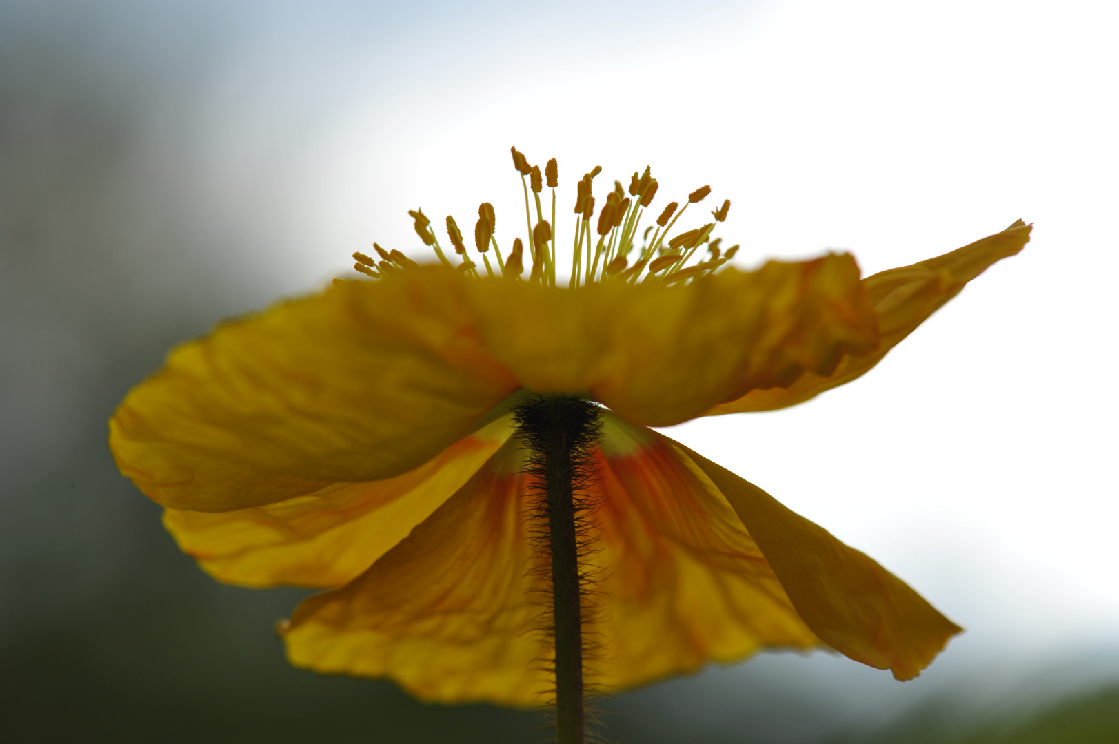 Mohn in gelb