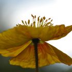 Mohn in gelb