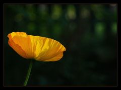 mohn in gelb