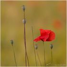 Mohn in Gerste 3