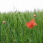 Mohn in Gerste