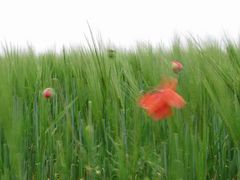 Mohn in Gerste