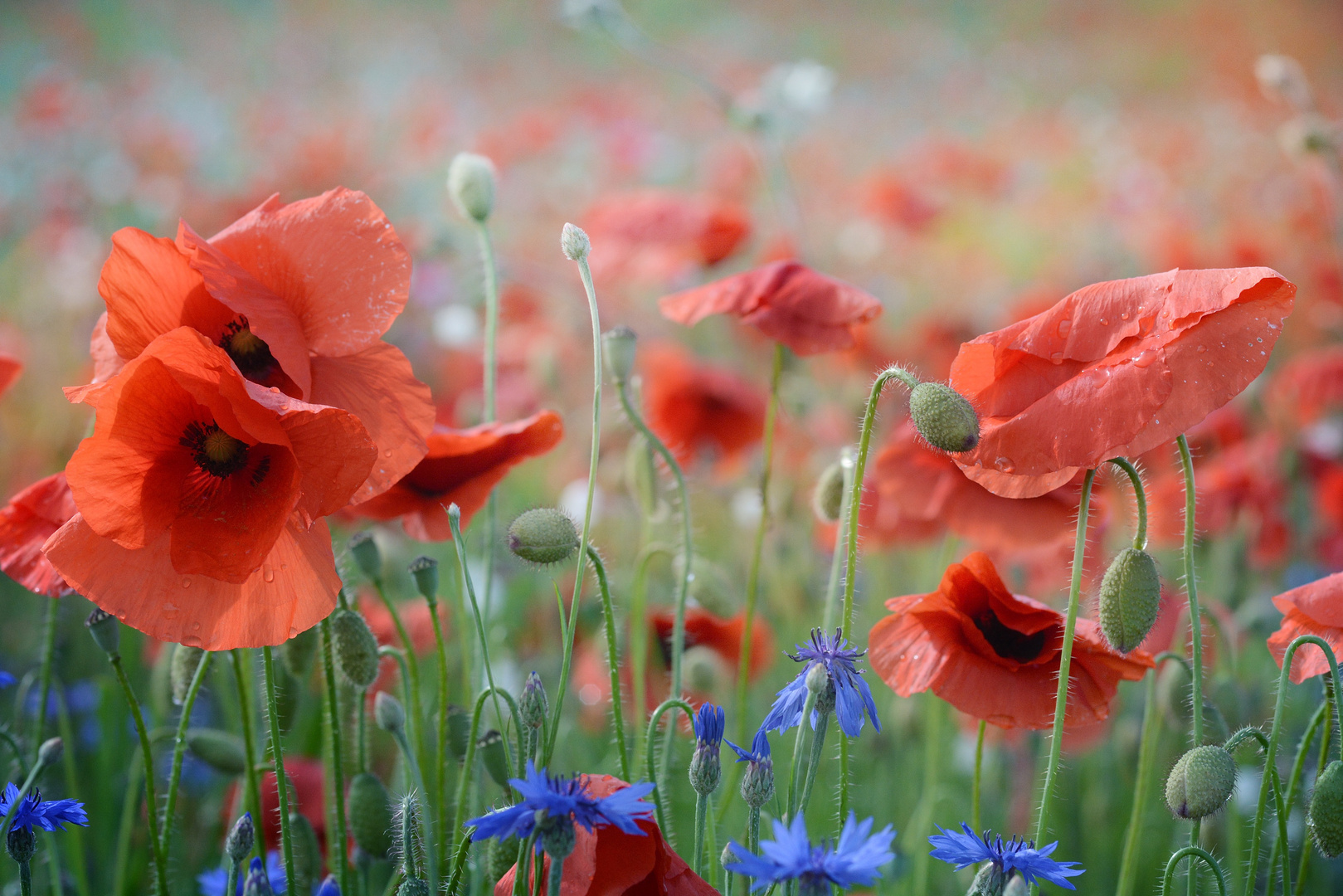 Mohn in Gesellschaft