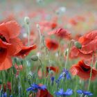 Mohn in Gesellschaft