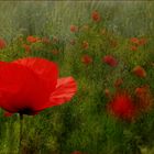 Mohn : in Gesellschaft