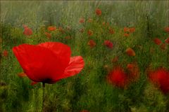 Mohn : in Gesellschaft