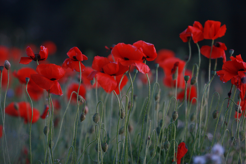 Mohn in Gotland