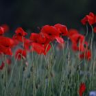 Mohn in Gotland