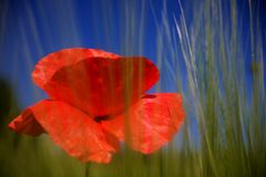 Mohn in Grannen