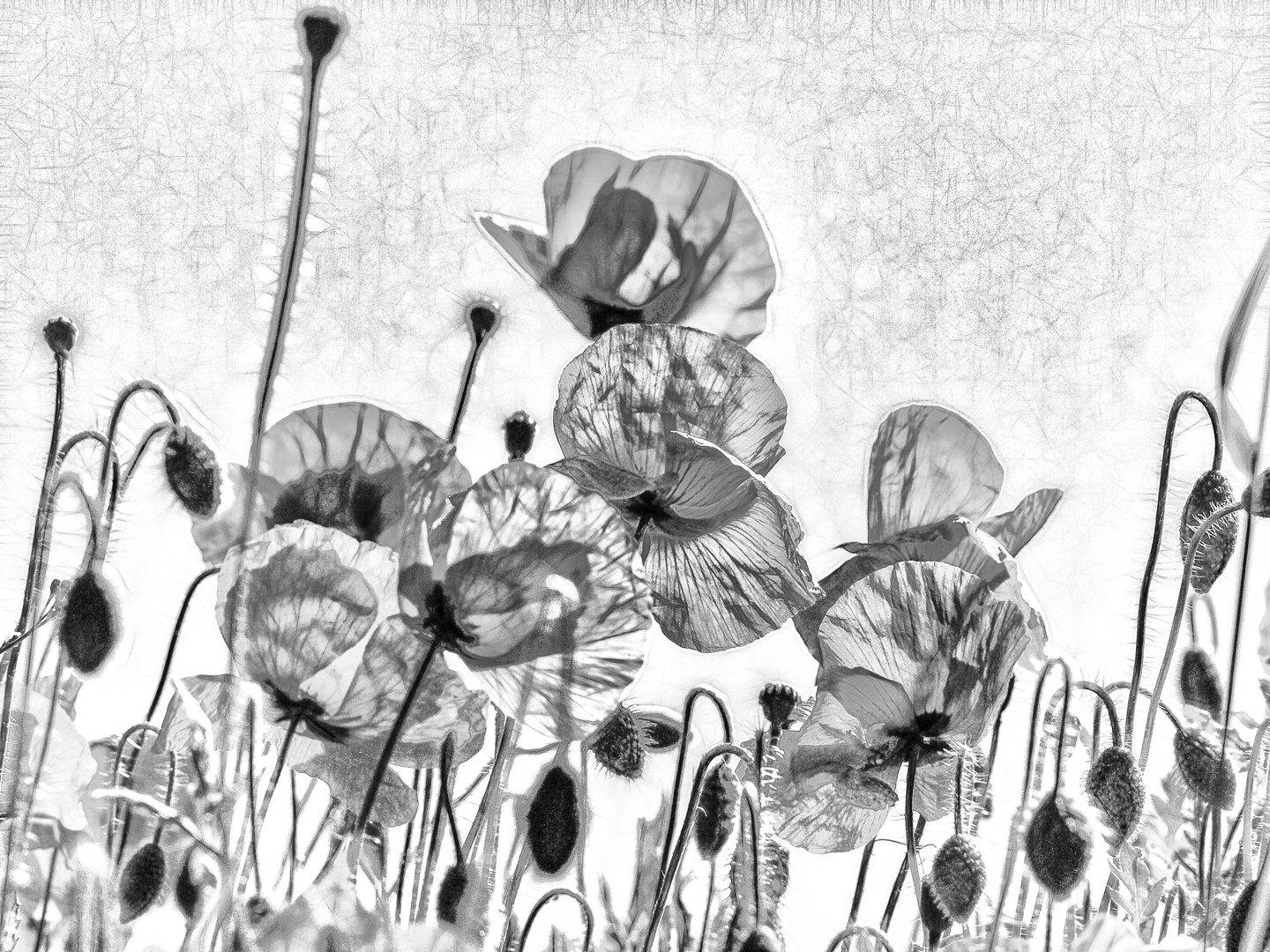 ...  mohn in grau