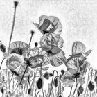 ...  mohn in grau