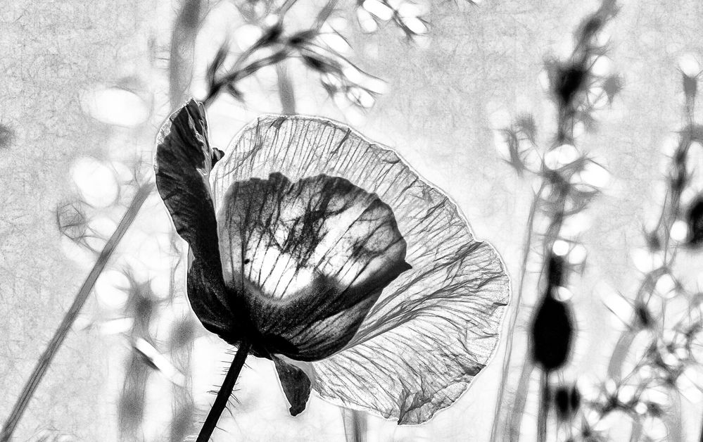 ... mohn in grau ...