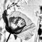 ... mohn in grau ...