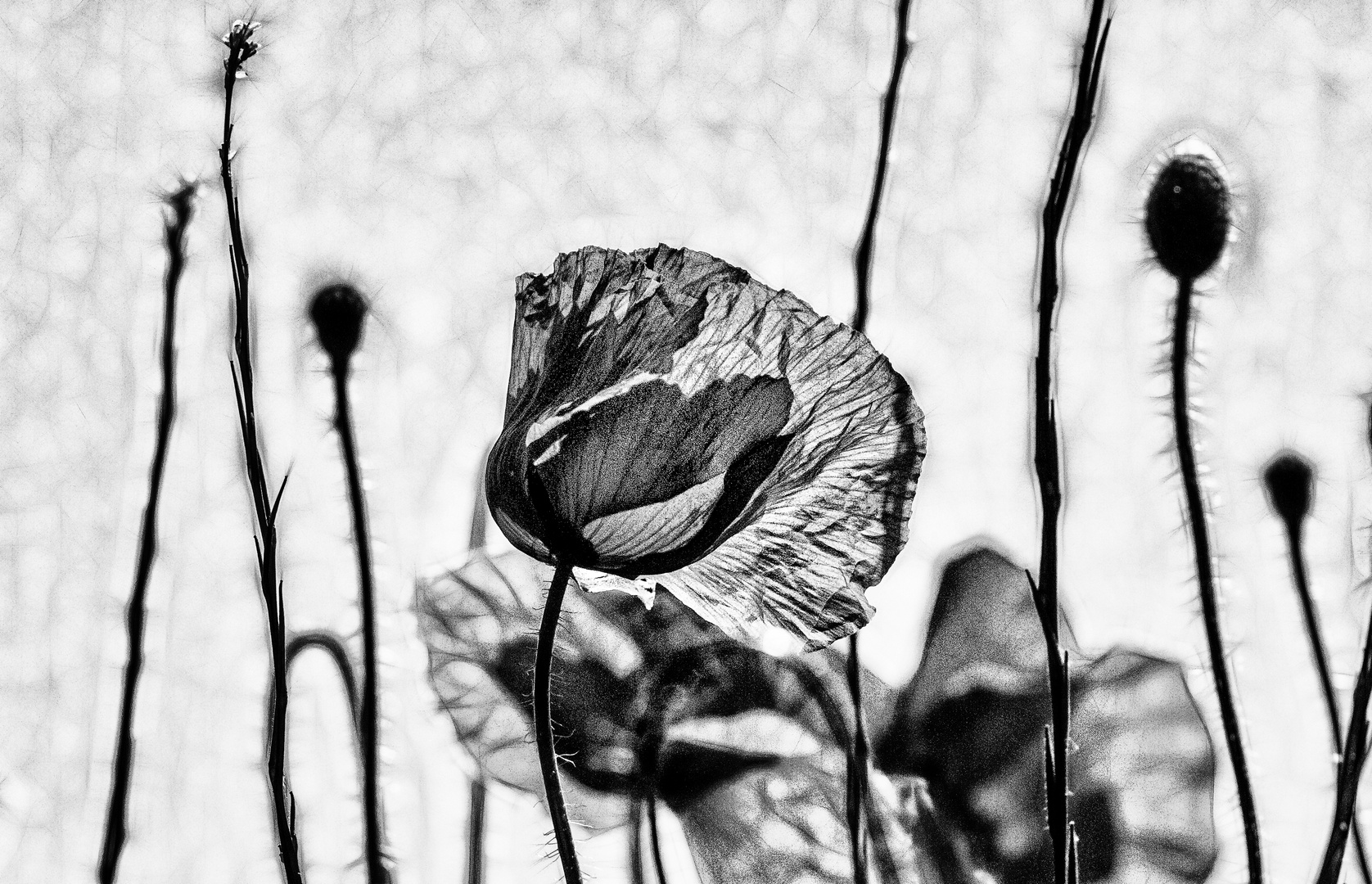 .. mohn in grau     