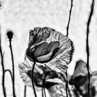 .. mohn in grau     