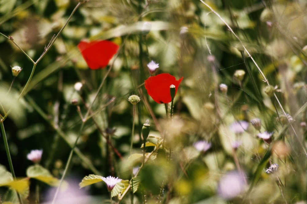 Mohn in Griechenland