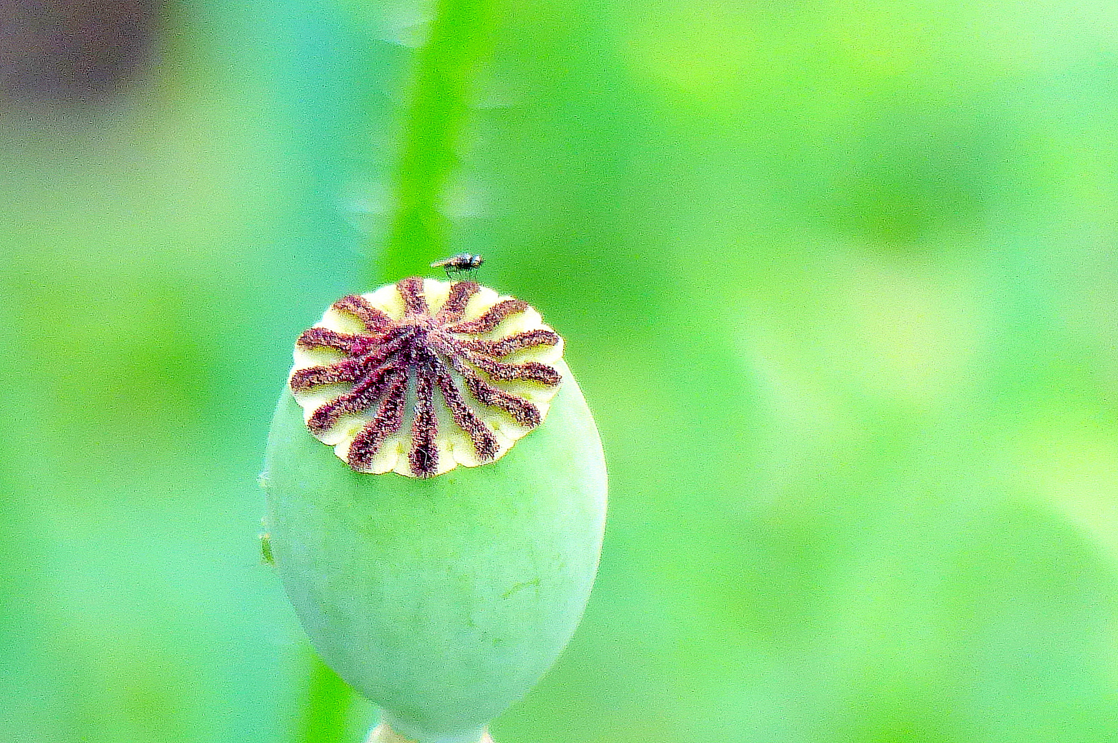 Mohn in Grün