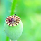 Mohn in Grün