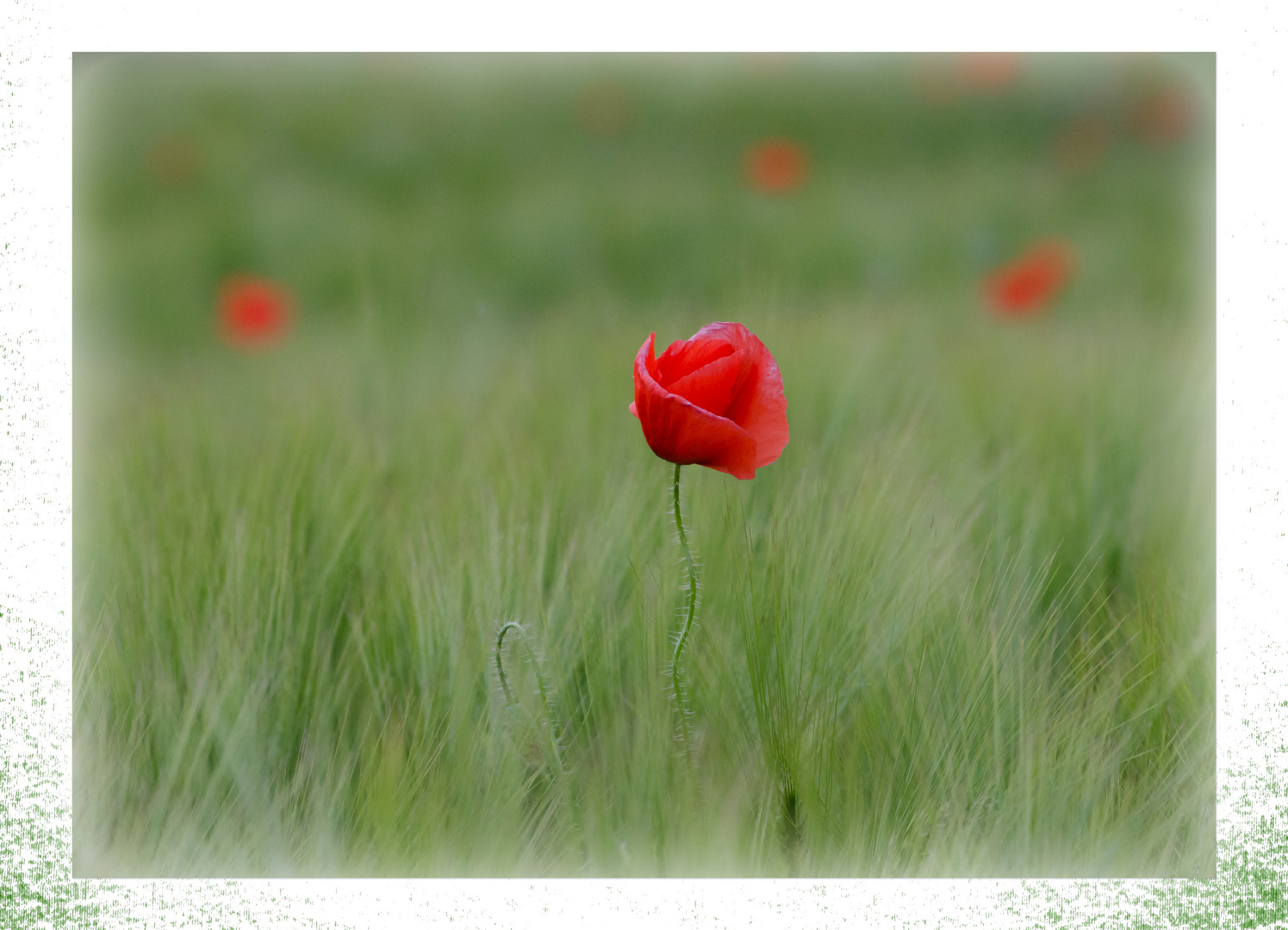 Mohn in Grün