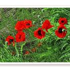 Mohn in Hanglage......