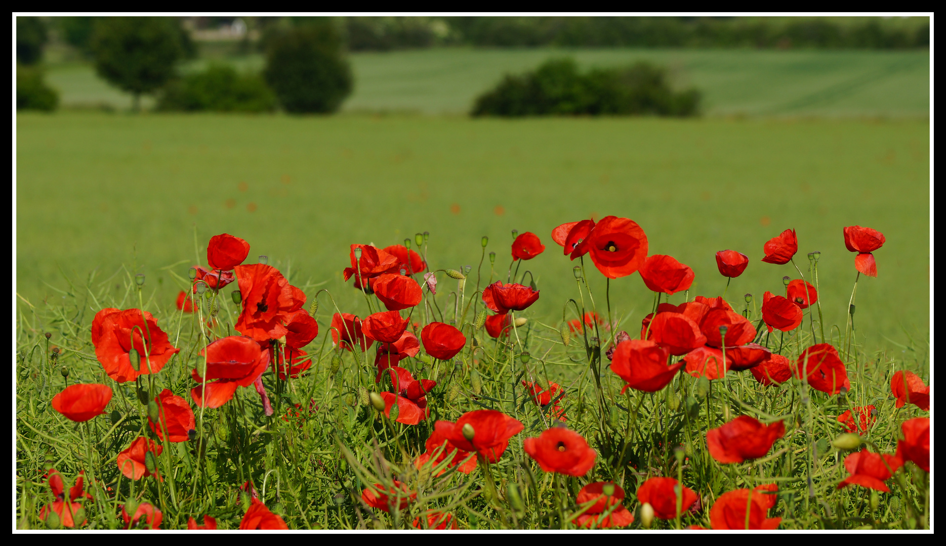 Mohn in Hannover-Bemerode auf den Getreide- und Rapsfeldern