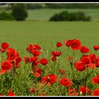 Mohn in Hannover-Bemerode auf den Getreide- und Rapsfeldern