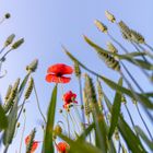 Mohn in Himmel