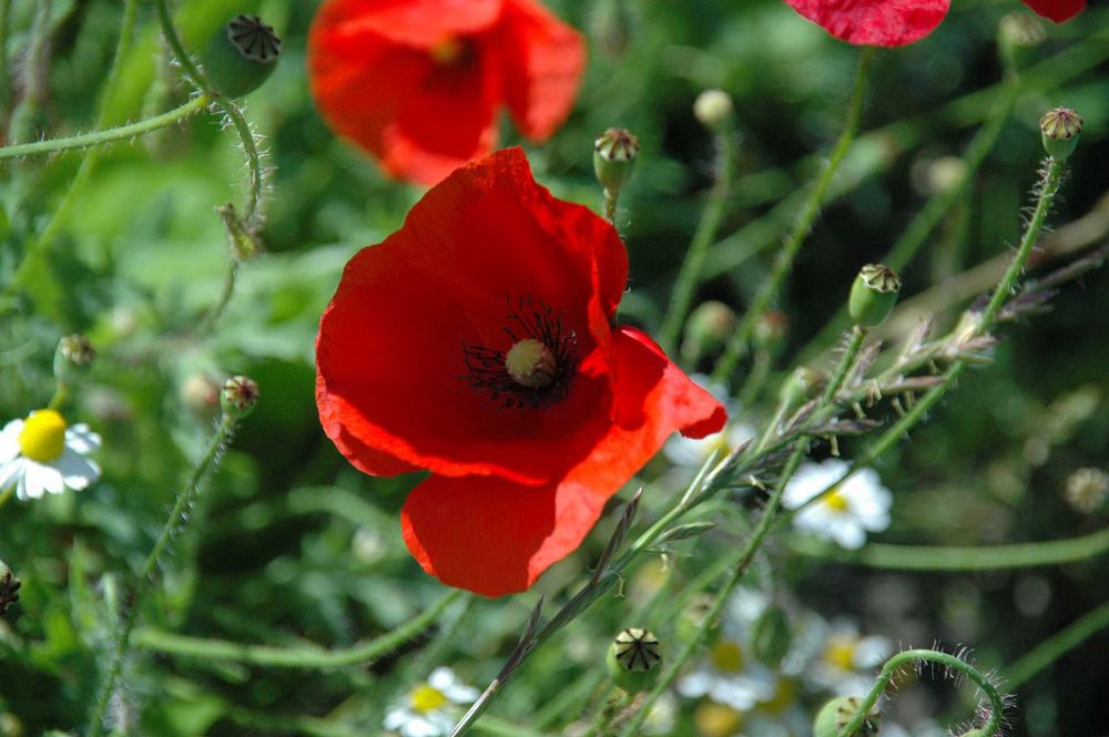 Mohn in Holland