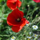 Mohn in Holland