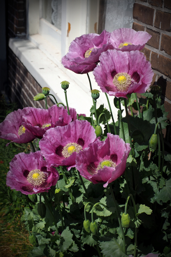 Mohn in Holland ;-)