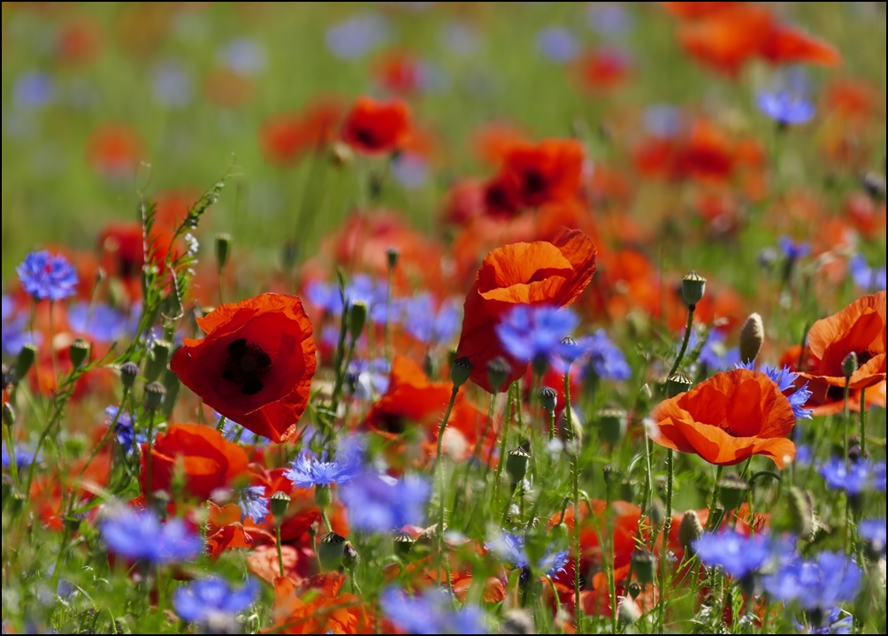 Mohn in Hülle und Fülle