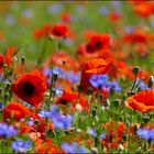 Mohn in Hülle und Fülle