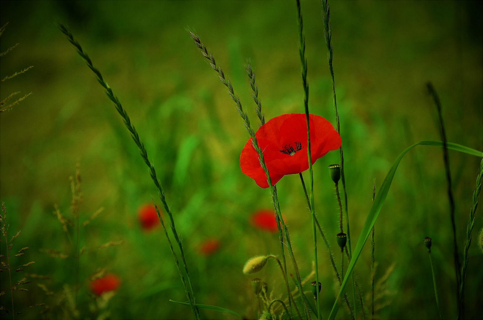 Mohn in Italien