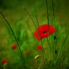 Mohn in Italien