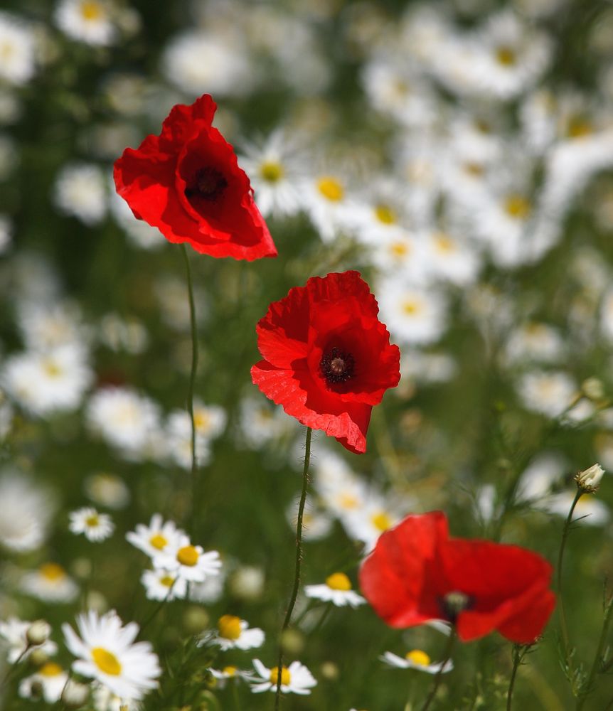 Mohn in Kamillenbad