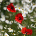 Mohn in Kamillenbad