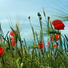 Mohn in Kornfeld