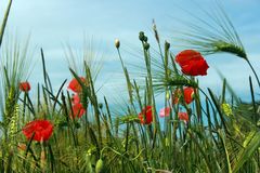 Mohn in Kornfeld