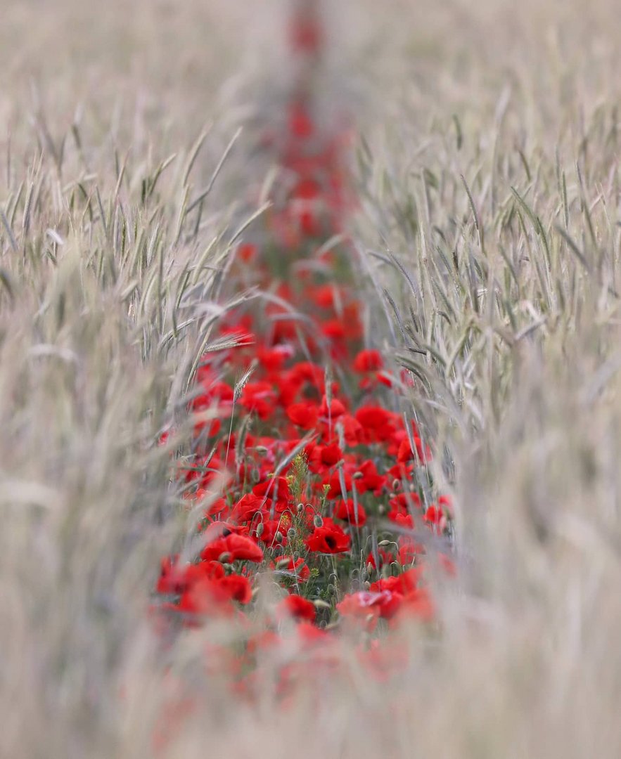 Mohn in Kornfeld