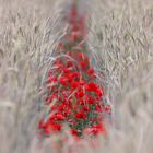 Mohn in Kornfeld