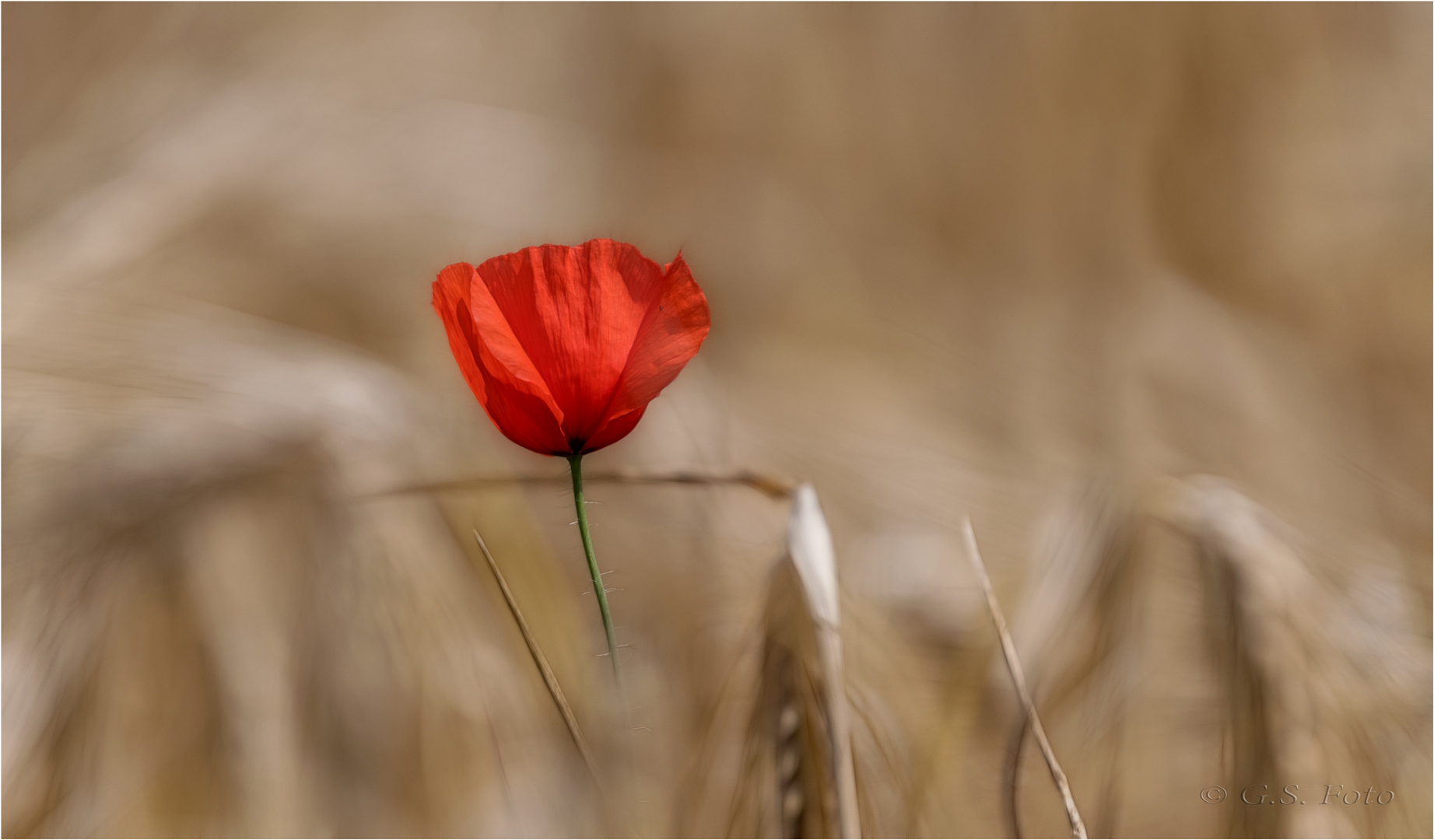 Mohn in Kornfeld ...