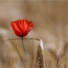 Mohn in Kornfeld ...